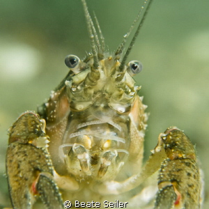 Cray fish by Beate Seiler 
